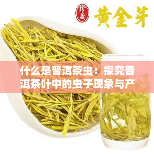 什么是普洱茶虫：探究普洱茶叶中的虫子现象与产生原因