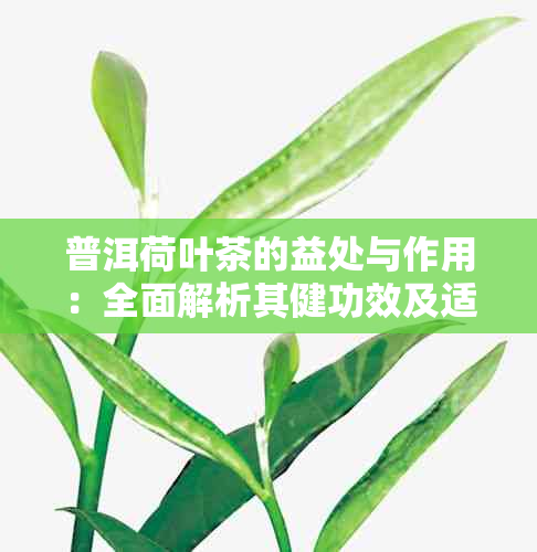 普洱荷叶茶的益处与作用：全面解析其健功效及适用人群