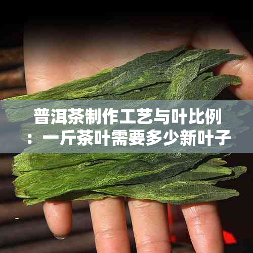 普洱茶制作工艺与叶比例：一斤茶叶需要多少新叶子？