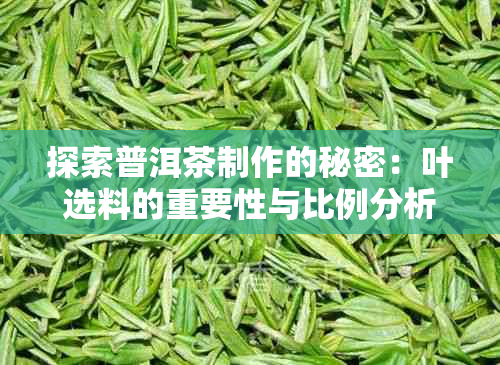 探索普洱茶制作的秘密：叶选料的重要性与比例分析