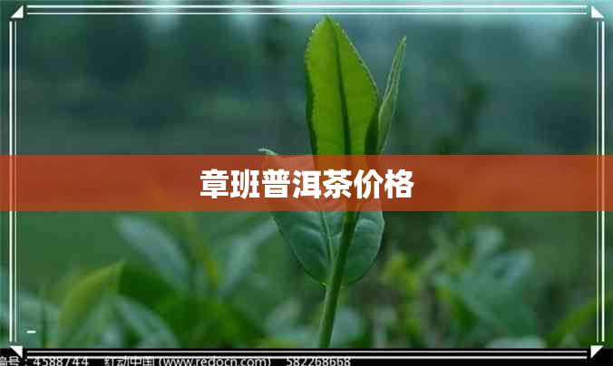 章班普洱茶价格