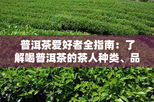 普洱茶爱好者全指南：了解喝普洱茶的茶人种类、品质、冲泡方法及功效