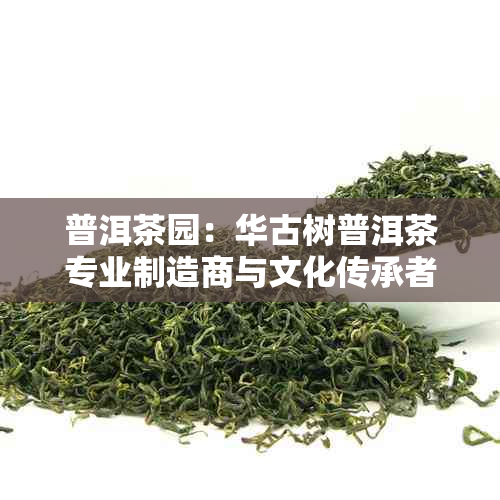 普洱茶园：华古树普洱茶专业制造商与文化传承者