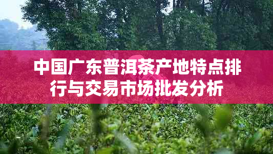 中国广东普洱茶产地特点排行与交易市场批发分析