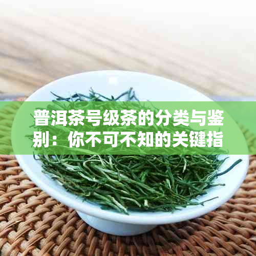 普洱茶号级茶的分类与鉴别：你不可不知的关键指南