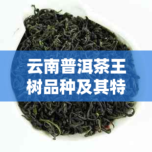 云南普洱茶王树品种及其特点n云南普洱茶中的茶王树是什么茶？