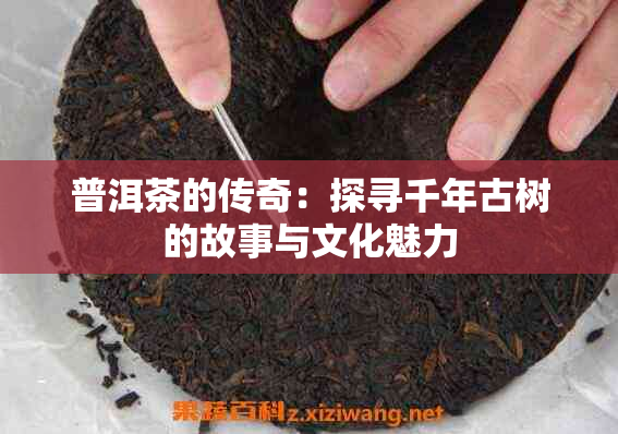 普洱茶的传奇：探寻千年古树的故事与文化魅力