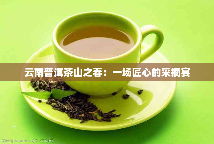 云南普洱茶山之春：一场匠心的采摘宴