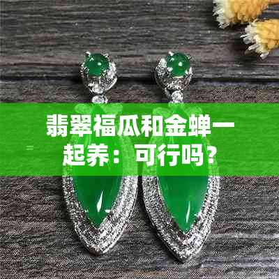 翡翠福瓜和金蝉一起养：可行吗？