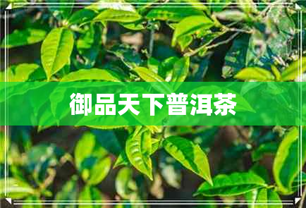 御品天下普洱茶