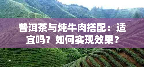 普洱茶与炖牛肉搭配：适宜吗？如何实现效果？