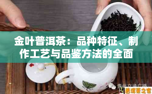 金叶普洱茶：品种特征、制作工艺与品鉴方法的全面解析