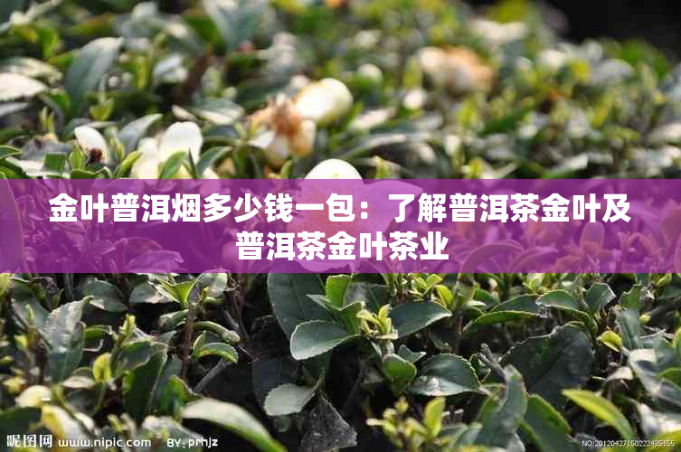 金叶普洱多少钱一包：了解普洱茶金叶及普洱茶金叶茶业