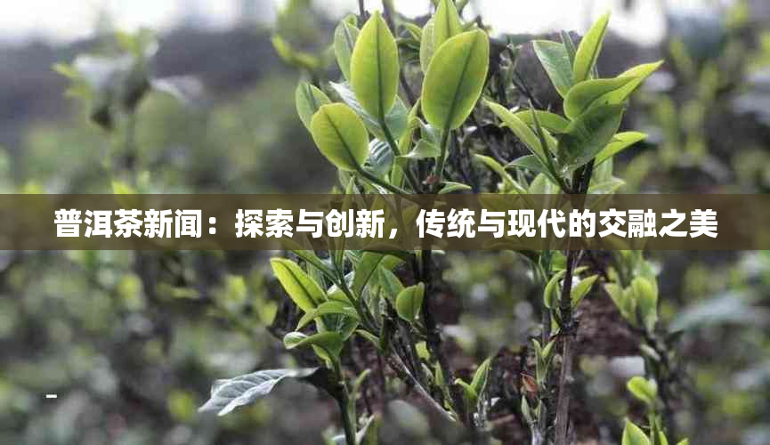 普洱茶新闻：探索与创新，传统与现代的交融之美