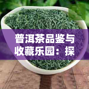 普洱茶品鉴与收藏乐园：探索云南古树茶的魅力