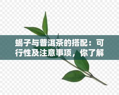 蝎子与普洱茶的搭配：可行性及注意事项，你了解吗？