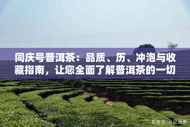 同庆号普洱茶：品质、历、冲泡与收藏指南，让您全面了解普洱茶的一切