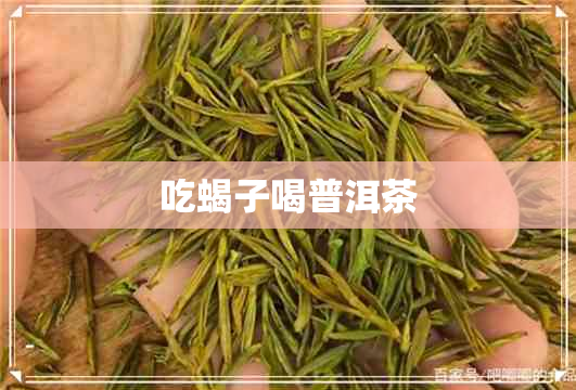 吃蝎子喝普洱茶