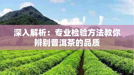 深入解析：专业检验方法教你辨别普洱茶的品质