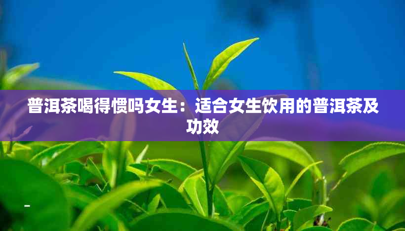 普洱茶喝得惯吗女生：适合女生饮用的普洱茶及功效