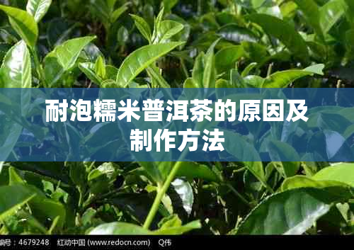 耐泡糯米普洱茶的原因及制作方法