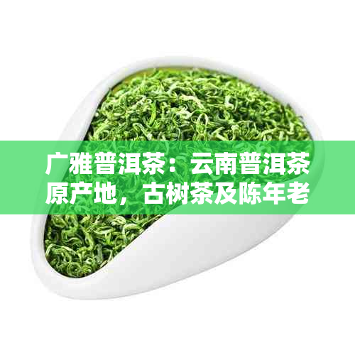 广雅普洱茶：云南普洱茶原产地，古树茶及陈年老茶的官方推荐与购买平台