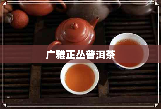 广雅正丛普洱茶