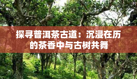 探寻普洱茶古道：沉浸在历的茶香中与古树共舞