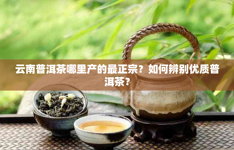 云南普洱茶哪里产的最正宗？如何辨别优质普洱茶？