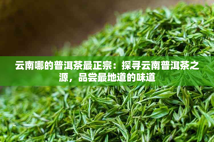 云南哪的普洱茶最正宗：探寻云南普洱茶之源，品尝最地道的味道