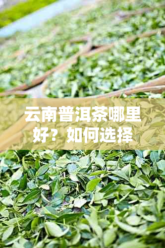 云南普洱茶哪里好？如何选择品质上乘的普洱茶？