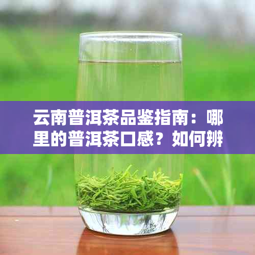 云南普洱茶品鉴指南：哪里的普洱茶口感？如何辨别优质普洱茶？