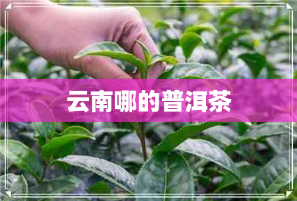 云南哪的普洱茶