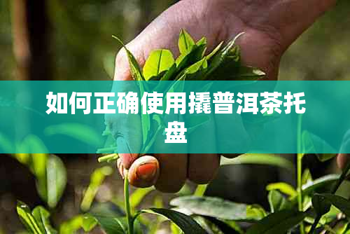 如何正确使用撬普洱茶托盘