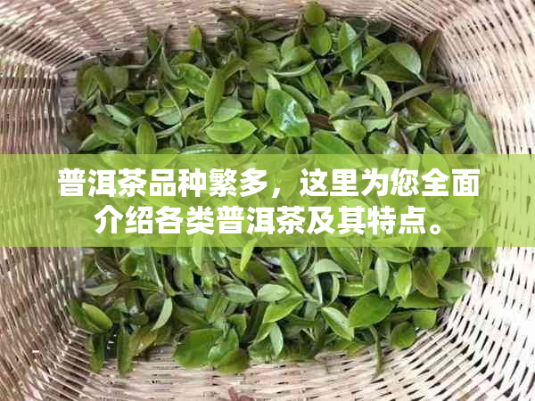 普洱茶品种繁多，这里为您全面介绍各类普洱茶及其特点。