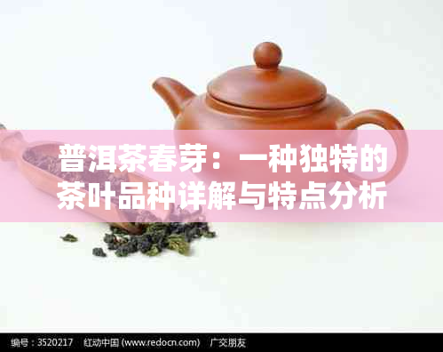 普洱茶春芽：一种独特的茶叶品种详解与特点分析