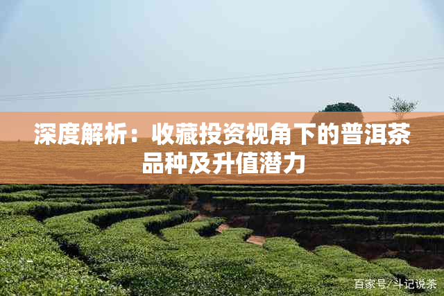 深度解析：收藏投资视角下的普洱茶品种及升值潜力