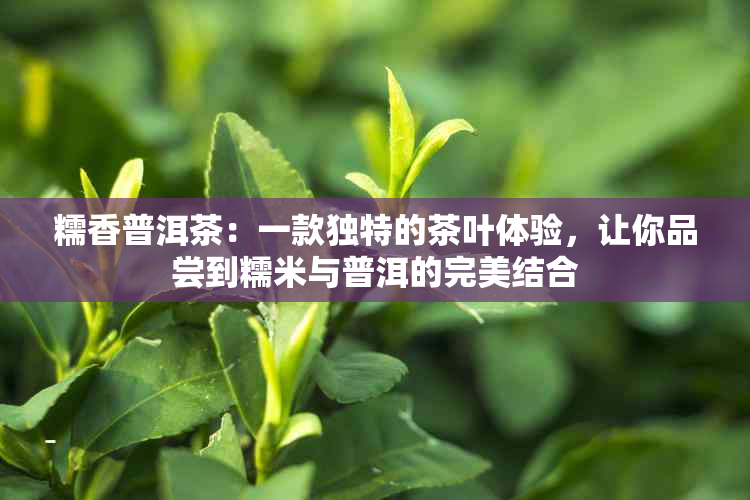 糯香普洱茶：一款独特的茶叶体验，让你品尝到糯米与普洱的完美结合