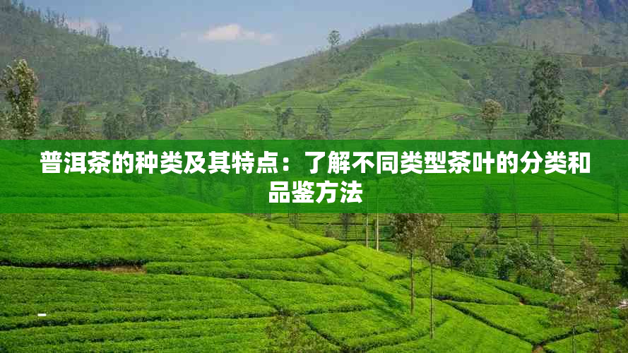 普洱茶的种类及其特点：了解不同类型茶叶的分类和品鉴方法