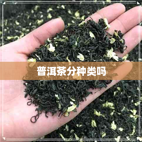 普洱茶分种类吗