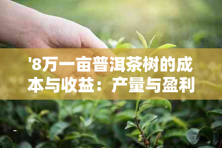 '8万一亩普洱茶树的成本与收益：产量与盈利全解析'