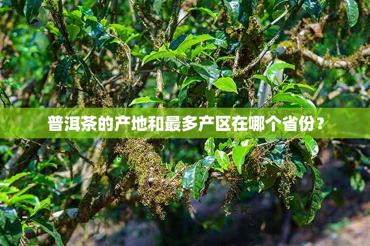 普洱茶的产地和最多产区在哪个省份？