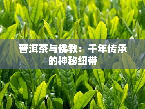 普洱茶与佛教：千年传承的神秘纽带