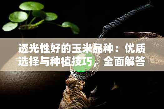 透光性好的玉米品种：优质选择与种植技巧，全面解答您的需求