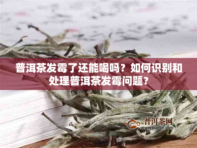 普洱茶发霉了还能喝吗？如何识别和处理普洱茶发霉问题？