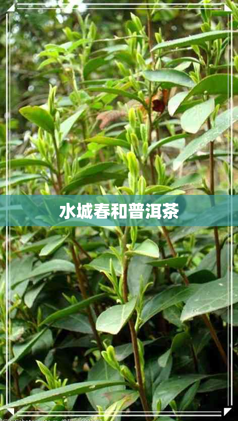 水城春和普洱茶