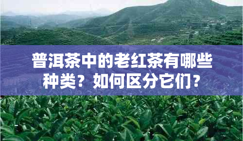 普洱茶中的老红茶有哪些种类？如何区分它们？