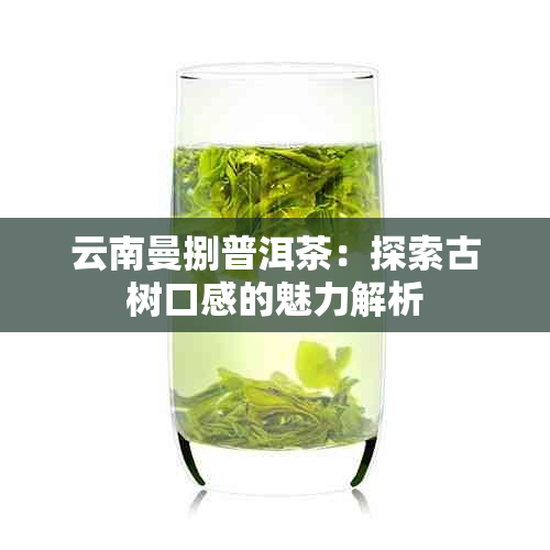 云南曼捌普洱茶：探索古树口感的魅力解析