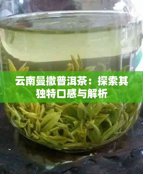 云南曼撒普洱茶：探索其独特口感与解析