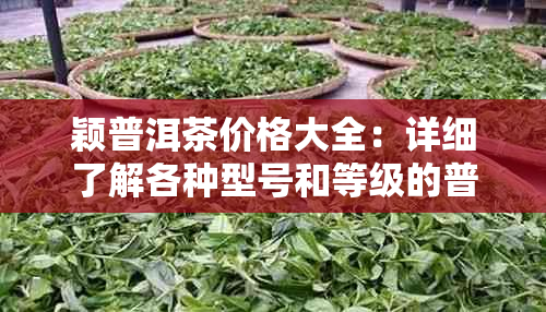 颖普洱茶价格大全：详细了解各种型号和等级的普洱茶价格，助你轻松选购！